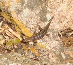 Trachylepis laevigata