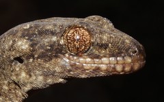 Homopholis walbergii