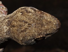 Homopholis walbergii