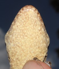 Homopholis walbergii