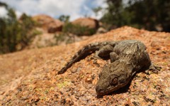 Homopholis walbergii