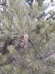 Pinus sylvestris