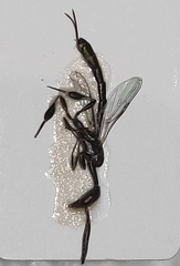 Gasteruption raphidioides