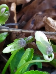 Viola alba