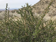 Ribes leptanthum