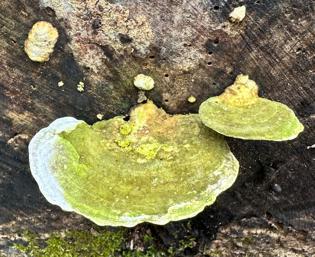 Trametes gibbosa · April 2026 · photo: © edwinwilke (iNaturalist, cc-by)