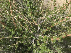 Ribes leptanthum