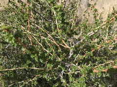 Ribes leptanthum