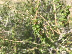 Ribes leptanthum