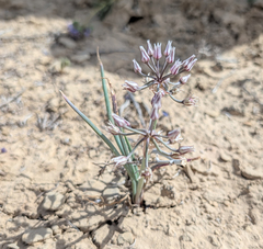 Allium macropetalum, photograph (c) Dominic Gentilcore, some rights reserved (CC BY)