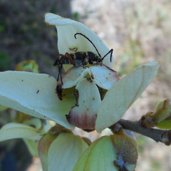 Typocerus
