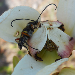 Typocerus