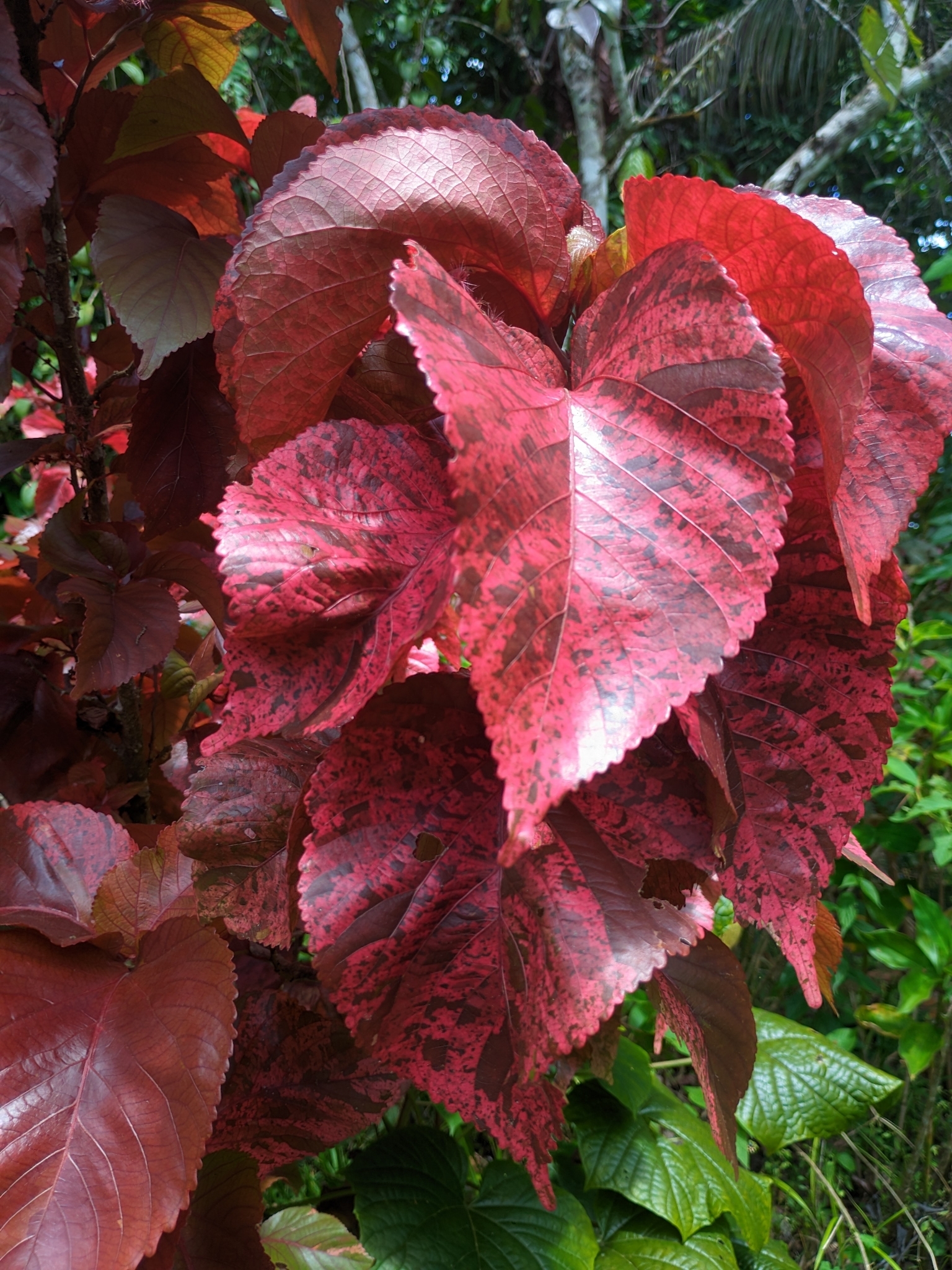 Acalypha wilkesiana