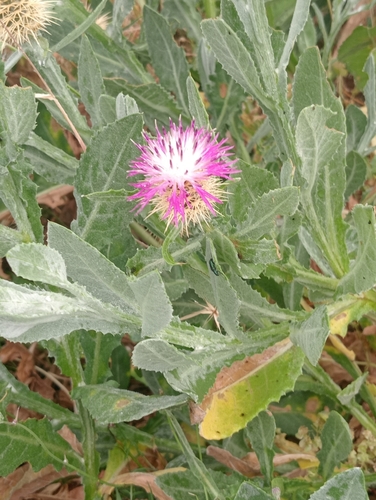 Centaurea seridis, photograph 3