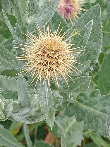 Centaurea seridis, photograph 4
