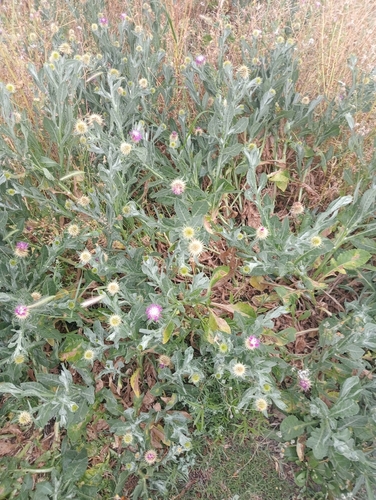 Centaurea seridis, photograph 5