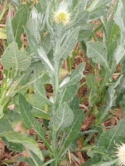 Centaurea seridis, photograph (c) Alejandro Rodríguez Zapata, some rights reserved (CC BY)