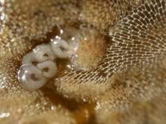 Corambe