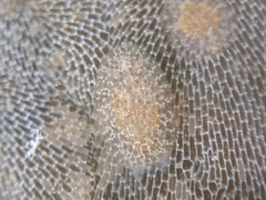 Corambe