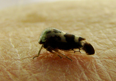 Ophiderma pubescens