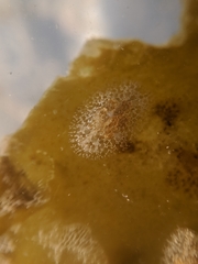 Corambe