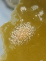Corambe