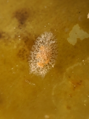 Corambe