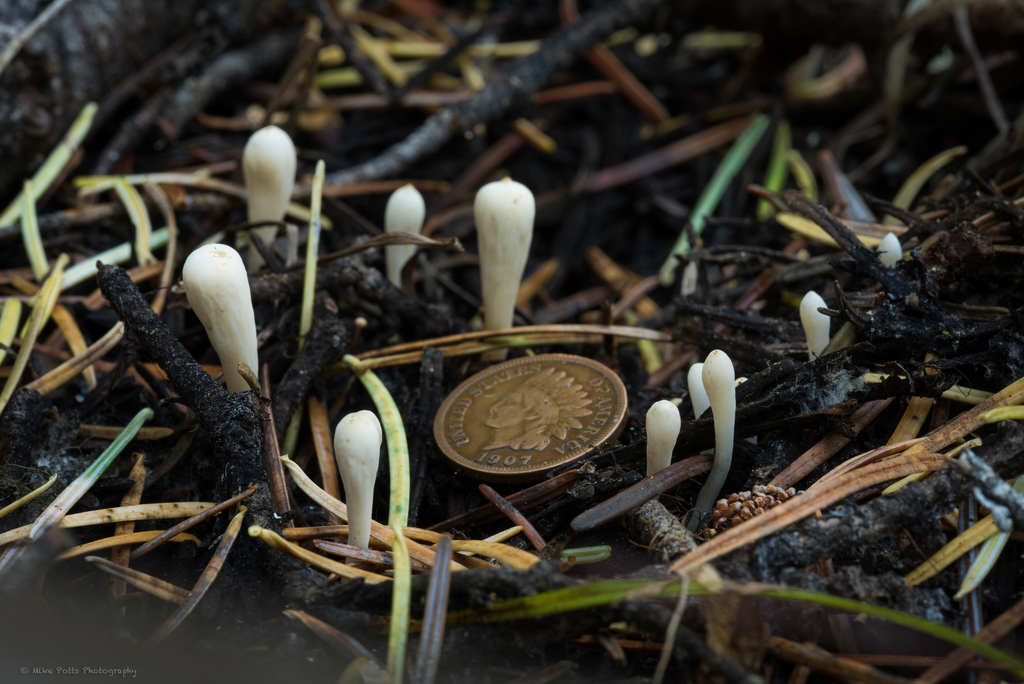 Clavariadelphus mucronatus