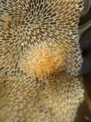 Corambe
