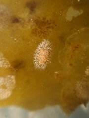 Corambe