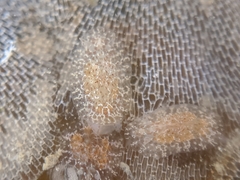 Corambe