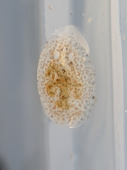 Corambe