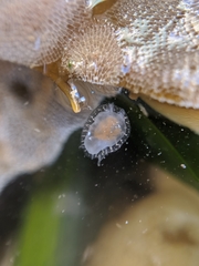 Corambe