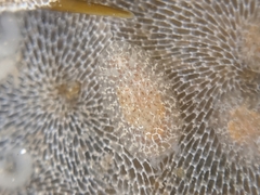 Corambe