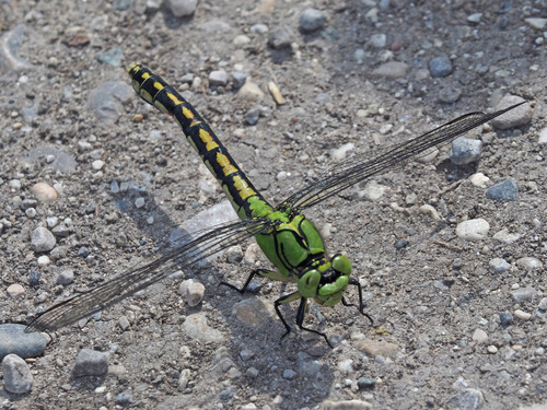 Pleištinė skėtė nuotrauka