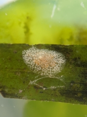 Corambe