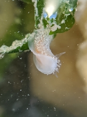 Corambe