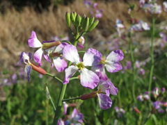 Raphanus sativus raphanistroides