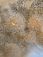 Corambe