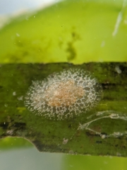 Corambe