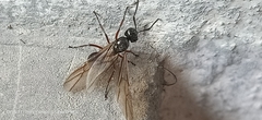 Polyrhachis rastellata