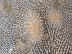 Corambe