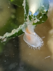 Corambe