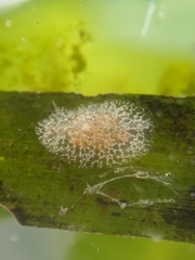 Corambe