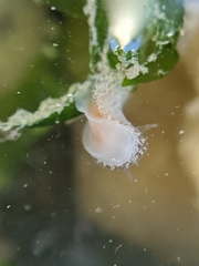 Corambe
