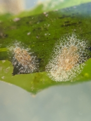 Corambe