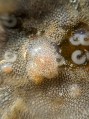 Corambe
