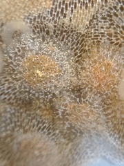 Corambe