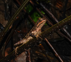 Cristidorsa planidorsata