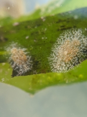 Corambe